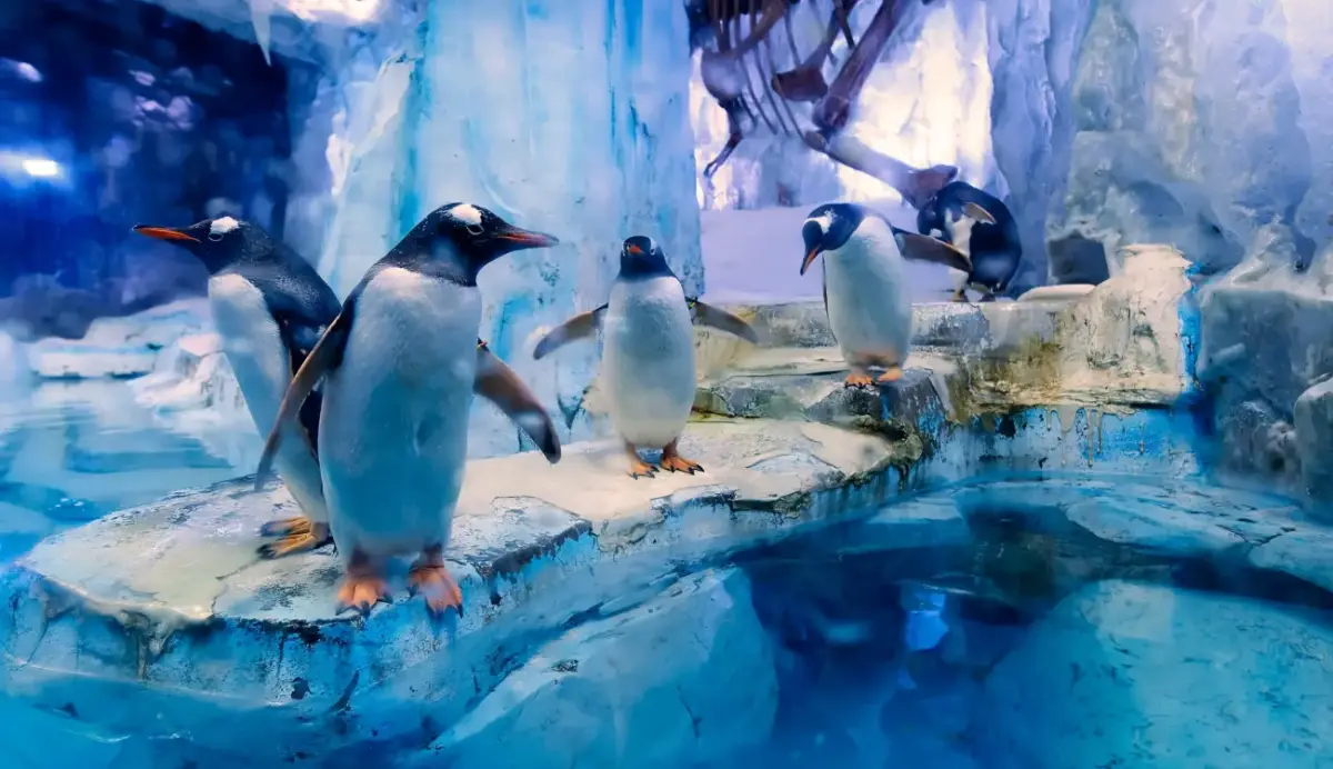 参观水族馆的时间和最佳访问时间